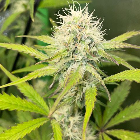 Foto de la cronología del growlog de Papaya Dragon Auto - by Killicz