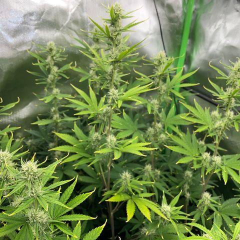 Ganja Runtz Auto - by Killicz growlog timeline photo