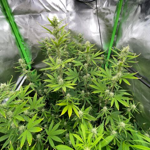 Ganja Runtz Auto - by Killicz growlog timeline photo