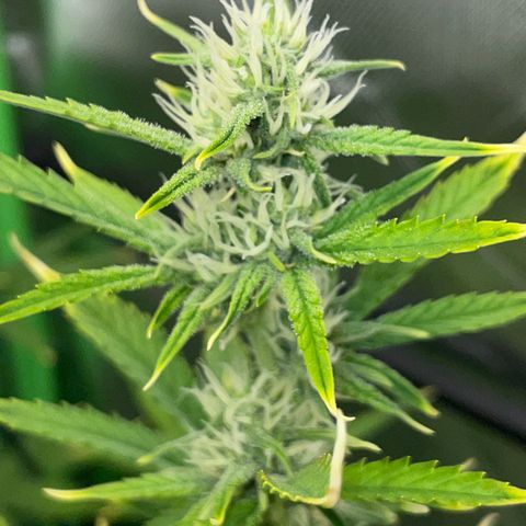 Ganja Runtz Auto - by Killicz growlog timeline photo