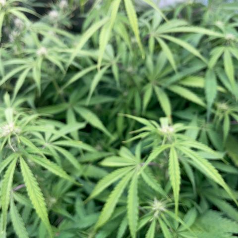 HulkBerry Automatic - by Killicz growlog timeline photo