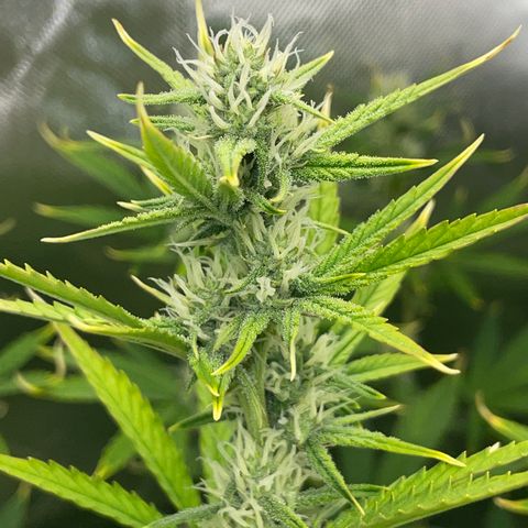 Ganja Runtz Auto - by Killicz growlog timeline photo
