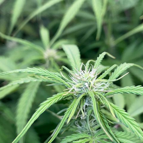 HulkBerry Automatic - by Killicz growlog timeline photo