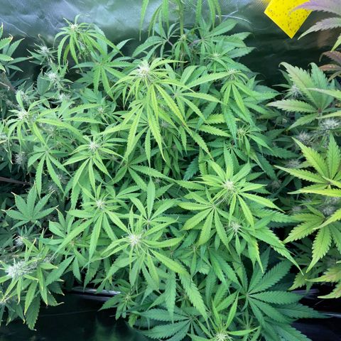 HulkBerry Automatic - by Killicz growlog timeline photo