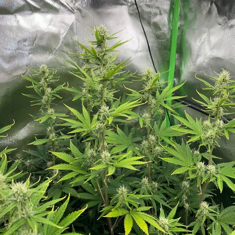 Ganja Runtz Auto - by Killicz growlog timeline photo