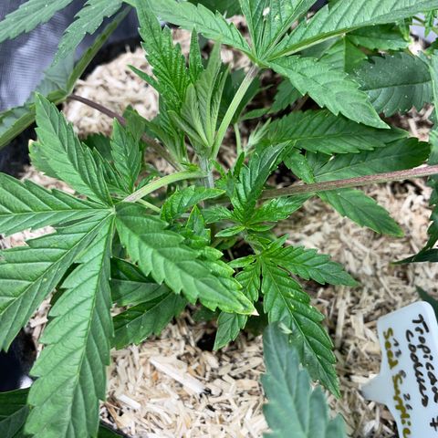 Tropicana Cookies - by Killicz growlog timeline photo