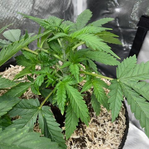 Black Domina - by Killicz growlog timeline photo