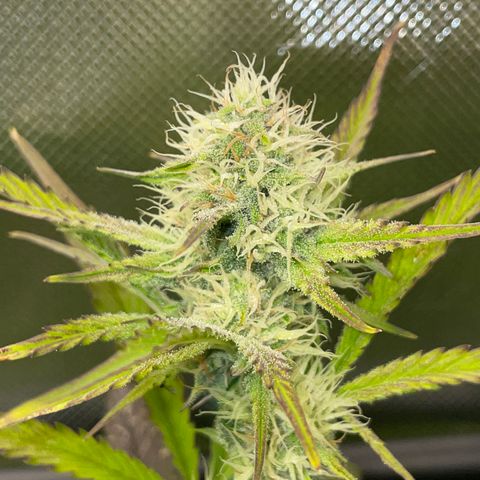 Foto de la cronología del growlog de Papaya Dragon Auto - by Killicz