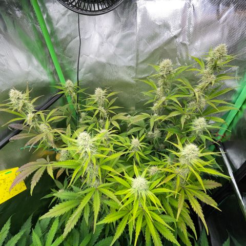 Foto de la cronología del growlog de Papaya Dragon Auto - by Killicz