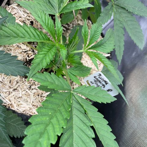 Purple Cookies Fast - by Killicz growlog timeline photo