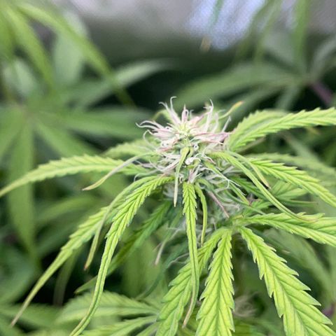 HulkBerry Automatic - by Killicz growlog timeline photo