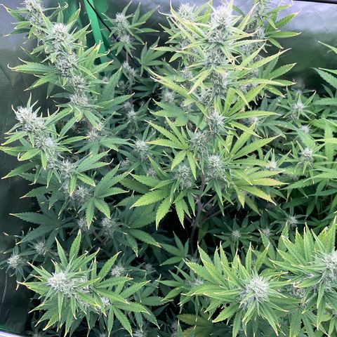 Ganja Runtz Auto - by Killicz growlog timeline photo