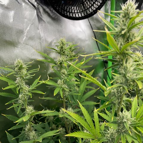 Ganja Runtz Auto - by Killicz growlog timeline photo