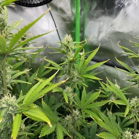 Ganja Runtz Auto - by Killicz growlog timeline photo