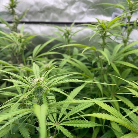 HulkBerry Automatic - by Killicz growlog timeline photo