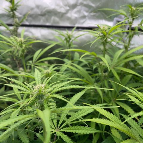 HulkBerry Automatic - by Killicz growlog timeline photo