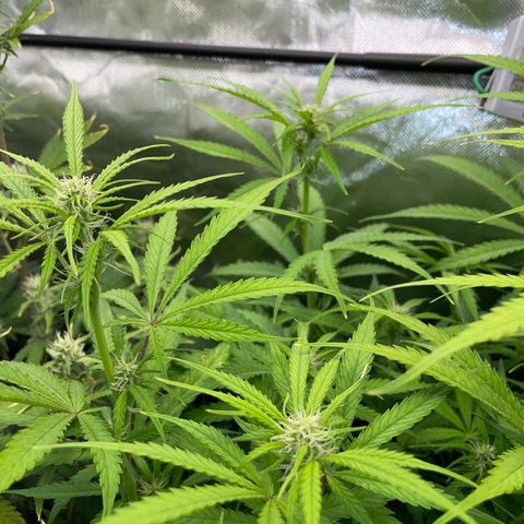 HulkBerry Automatic - by Killicz growlog timeline photo