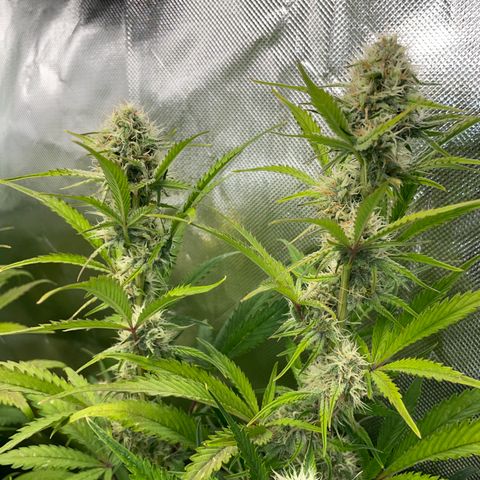Foto de la cronología del growlog de Papaya Dragon Auto - by Killicz