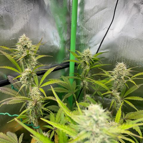 Foto de la cronología del growlog de Papaya Dragon Auto - by Killicz