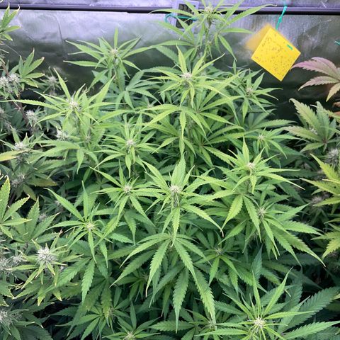 HulkBerry Automatic - by Killicz growlog timeline photo