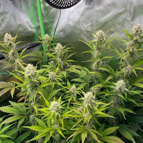 Foto de la cronología del growlog de Papaya Dragon Auto - by Killicz