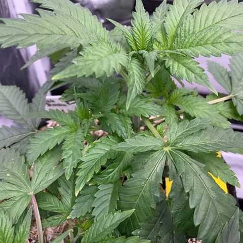 Black Domina - by Killicz growlog timeline photo