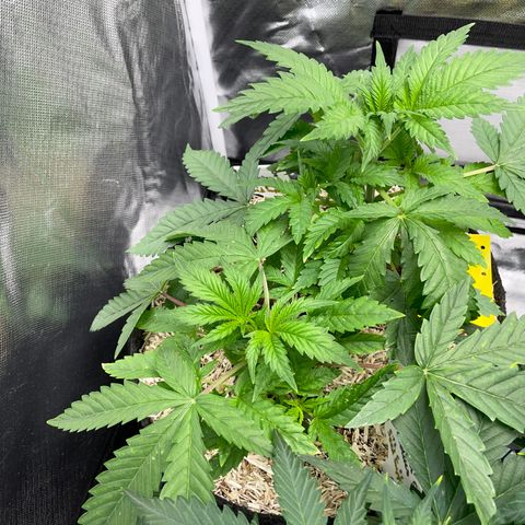 Black Domina - by Killicz growlog timeline photo