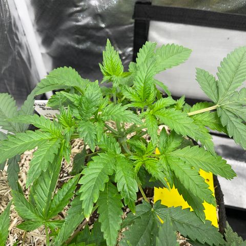 Black Domina - by Killicz growlog timeline photo