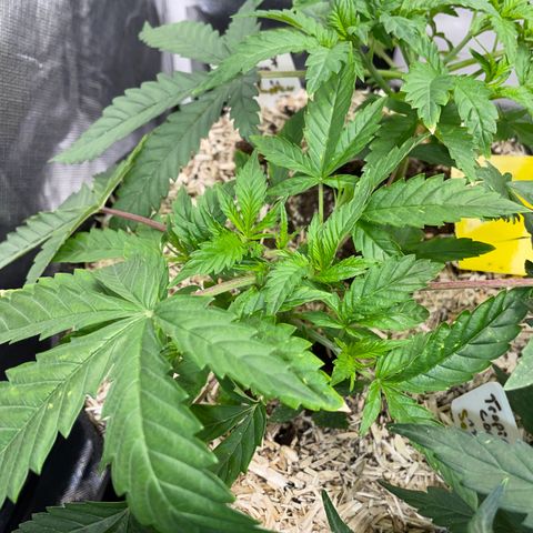 Tropicana Cookies - by Killicz growlog timeline photo