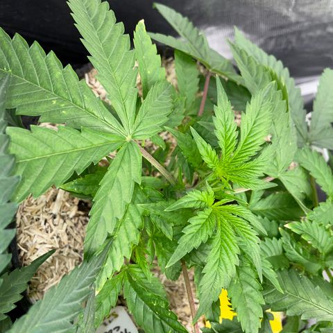 Tropicana Cookies - by Killicz growlog timeline photo