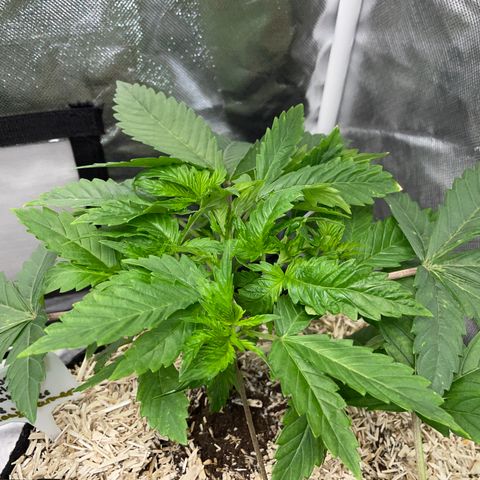 Mimosa Zkittlez Fast - by Killicz growlog timeline photo