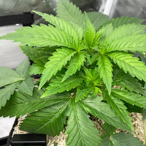 Mimosa Zkittlez Fast - by Killicz growlog timeline photo