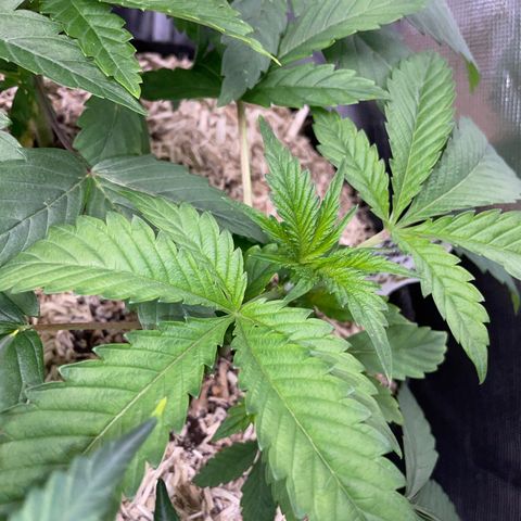 Purple Cookies Fast - by Killicz growlog timeline photo