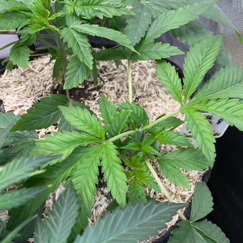 Purple Cookies Fast - by Killicz growlog timeline photo
