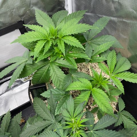 Mimosa Zkittlez Fast - by Killicz growlog timeline photo