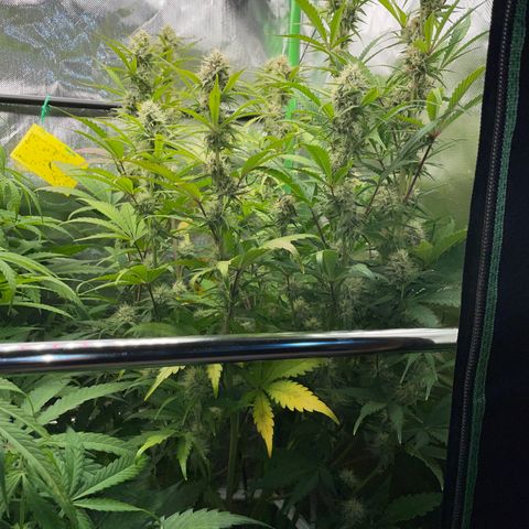 Foto de la cronología del growlog de Papaya Dragon Auto - by Killicz