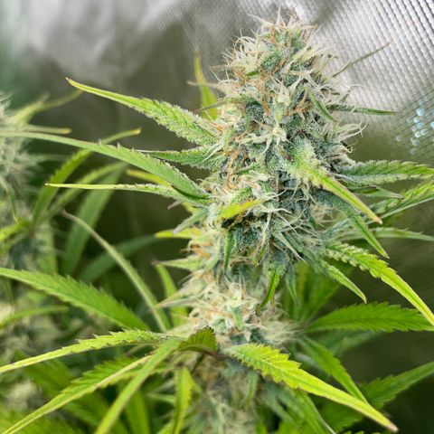 Foto de la cronología del growlog de Papaya Dragon Auto - by Killicz