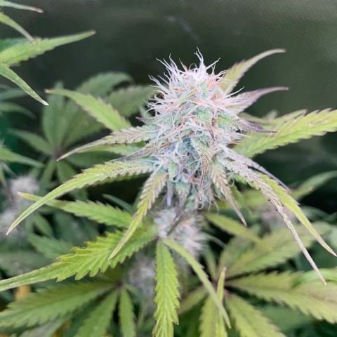 Foto de la cronología del growlog de Papaya Dragon Auto - by Killicz