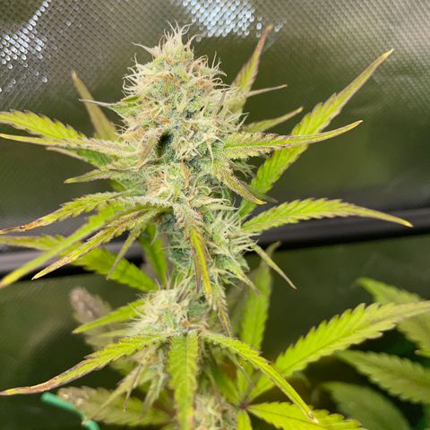 Foto de la cronología del growlog de Papaya Dragon Auto - by Killicz
