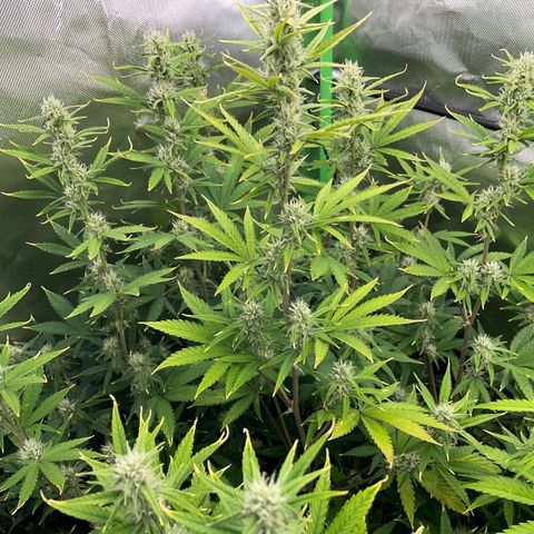 Ganja Runtz Auto - by Killicz growlog timeline photo