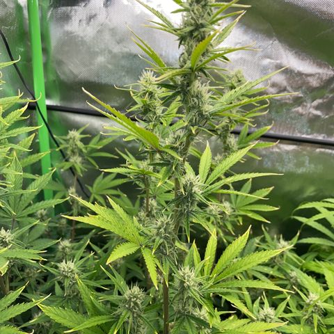 Ganja Runtz Auto - by Killicz growlog timeline photo
