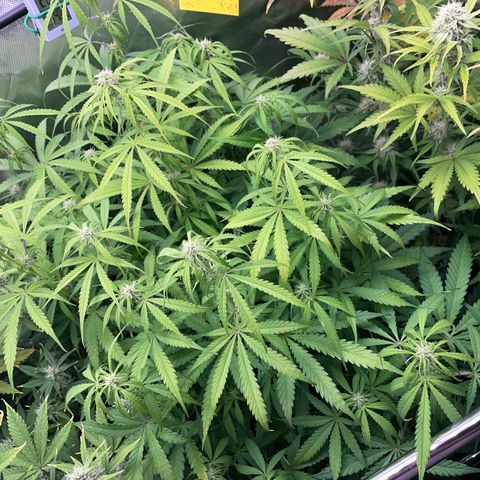 HulkBerry Automatic - by Killicz growlog timeline photo