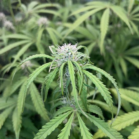 HulkBerry Automatic - by Killicz growlog timeline photo