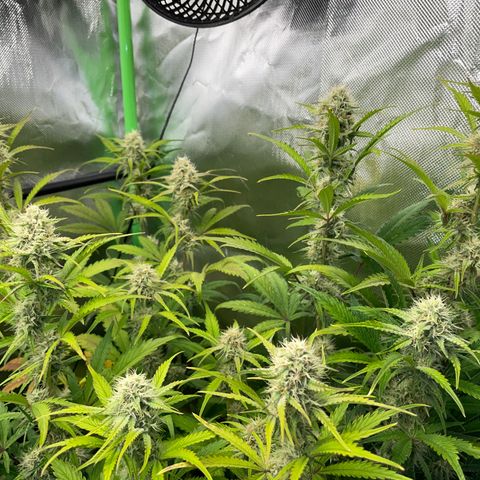Foto de la cronología del growlog de Papaya Dragon Auto - by Killicz