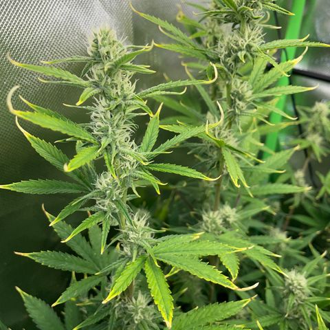 Ganja Runtz Auto - by Killicz growlog timeline photo