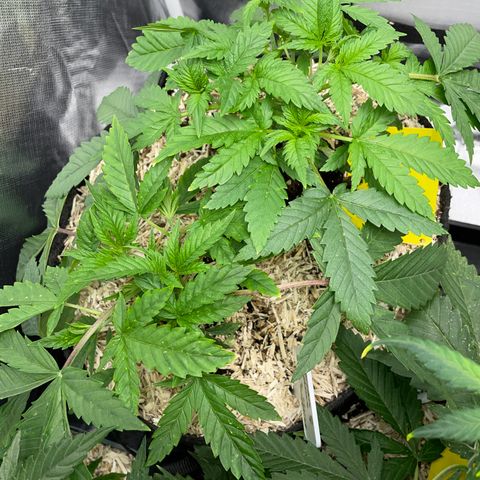 Black Domina - by Killicz growlog timeline photo