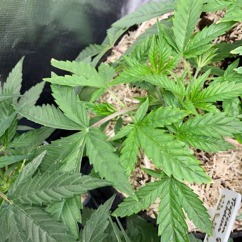 Tropicana Cookies - by Killicz growlog timeline photo
