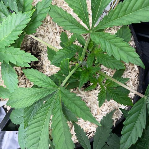 Purple Cookies Fast - by Killicz growlog timeline photo