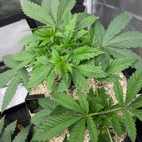 Mimosa Zkittlez Fast - by Killicz growlog timeline photo