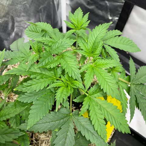 Black Domina - by Killicz growlog timeline photo